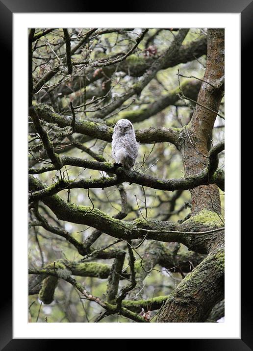 Tiny Tawny in a Tangle of Trees Framed Mounted Print by LISA 