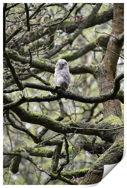 Tiny Tawny in a Tangle of Trees Print by LISA 