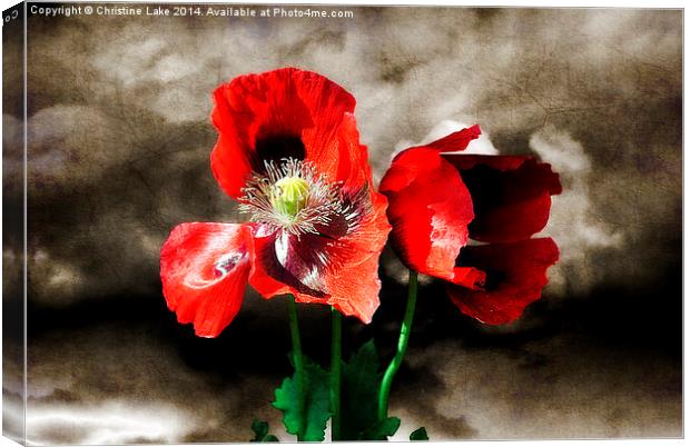 Poppies in a Storm Canvas Print by Christine Lake