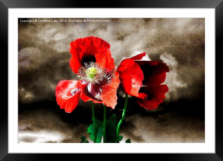 Poppies in a Storm Framed Mounted Print by Christine Lake