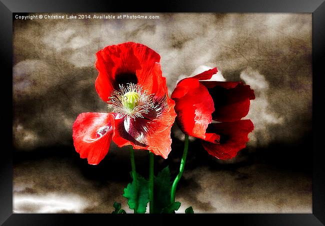Poppies in a Storm Framed Print by Christine Lake
