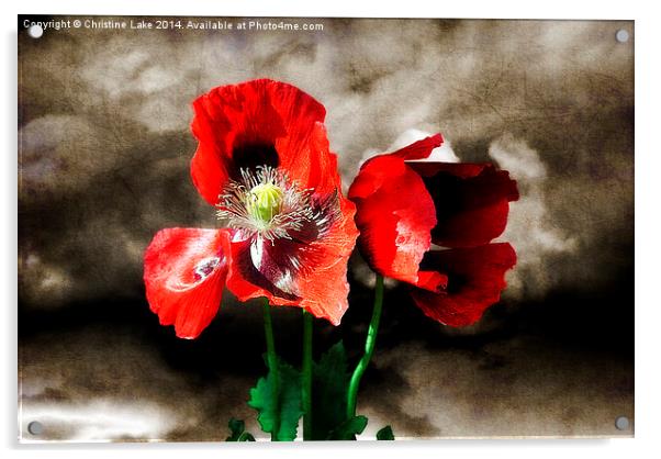 Poppies in a Storm Acrylic by Christine Lake