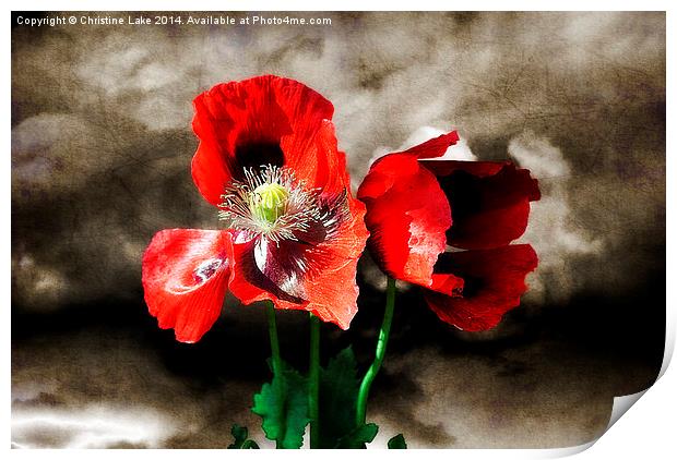 Poppies in a Storm Print by Christine Lake