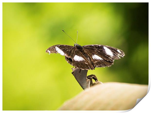 Great Eggfly Butterfly Print by Keith Thorburn EFIAP/b