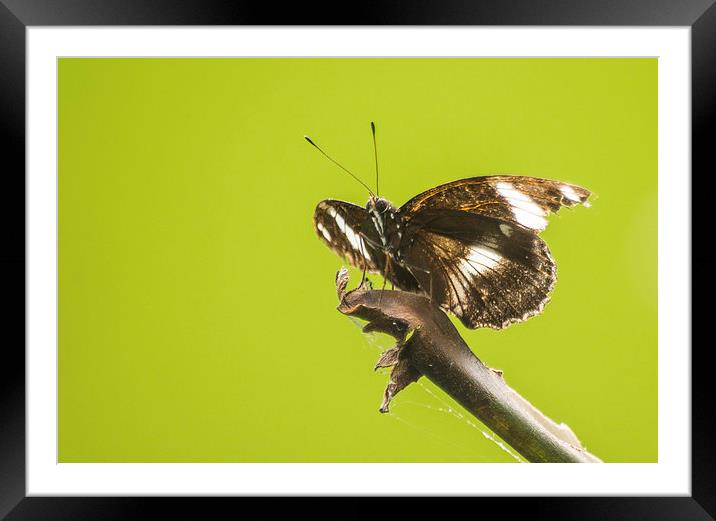 Great Eggfly Butterfly Framed Mounted Print by Keith Thorburn EFIAP/b