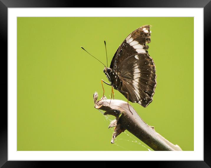 Great Eggfly Butterfly Framed Mounted Print by Keith Thorburn EFIAP/b