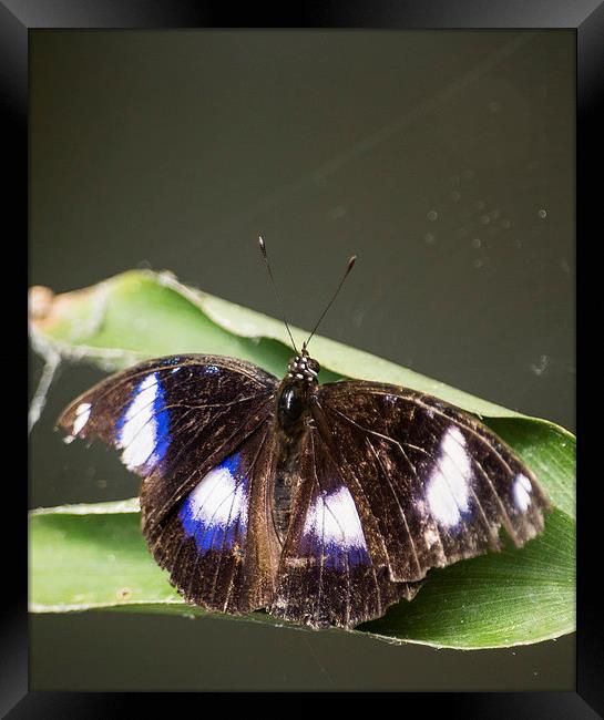 Great Eggfly Butterfly Framed Print by Keith Thorburn EFIAP/b