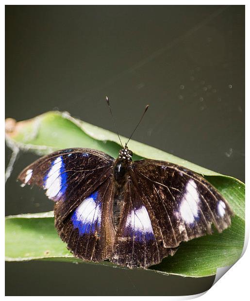 Great Eggfly Butterfly Print by Keith Thorburn EFIAP/b