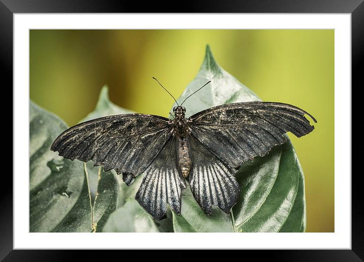 Swallowtail Butterfly Framed Mounted Print by Keith Thorburn EFIAP/b