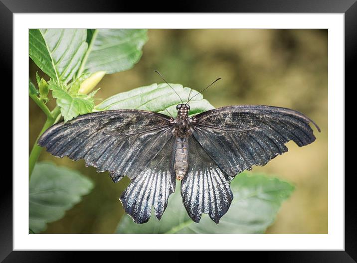 The Swallowtail Butterfly Framed Mounted Print by Keith Thorburn EFIAP/b