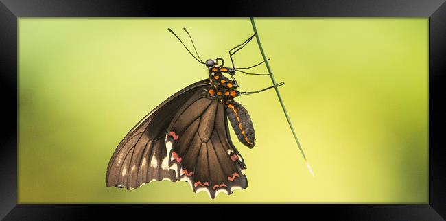 Common Mormon Swallowtail Framed Print by Keith Thorburn EFIAP/b
