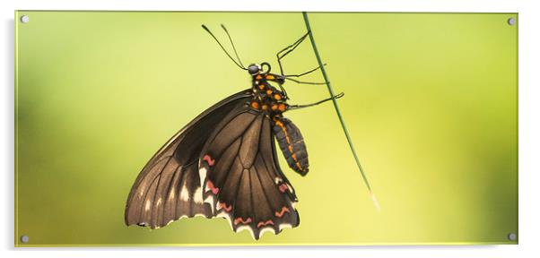 Common Mormon Swallowtail Acrylic by Keith Thorburn EFIAP/b