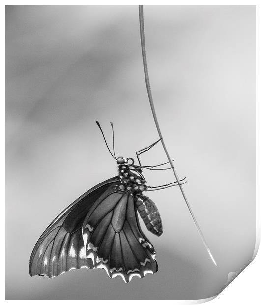 Common Mormon Swallowtail Print by Keith Thorburn EFIAP/b