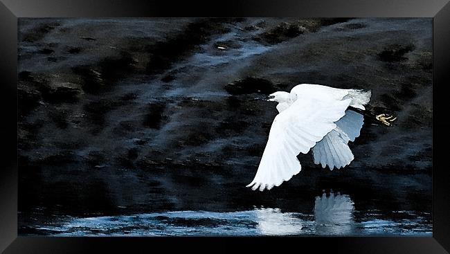 Egret in Flight Framed Print by Brian Roscorla