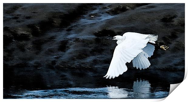 Egret in Flight Print by Brian Roscorla