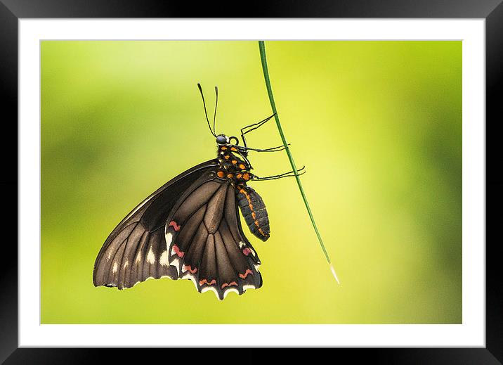 Common Mormon Swallowtail Framed Mounted Print by Keith Thorburn EFIAP/b