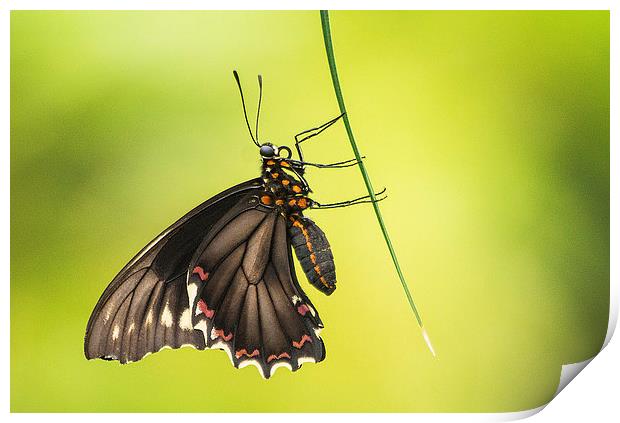 Common Mormon Swallowtail Print by Keith Thorburn EFIAP/b