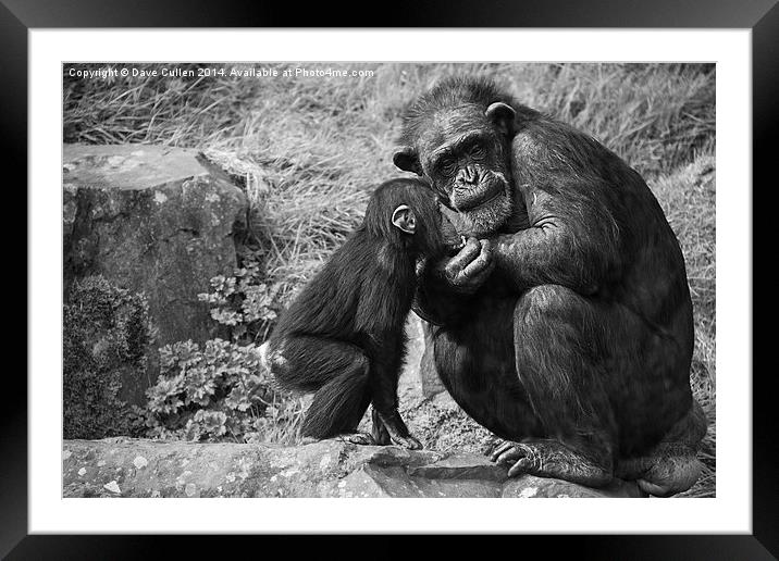Old and Young Framed Mounted Print by Dave Cullen