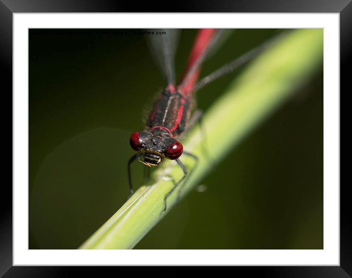 red eyed damselfly Framed Mounted Print by Jo Beerens