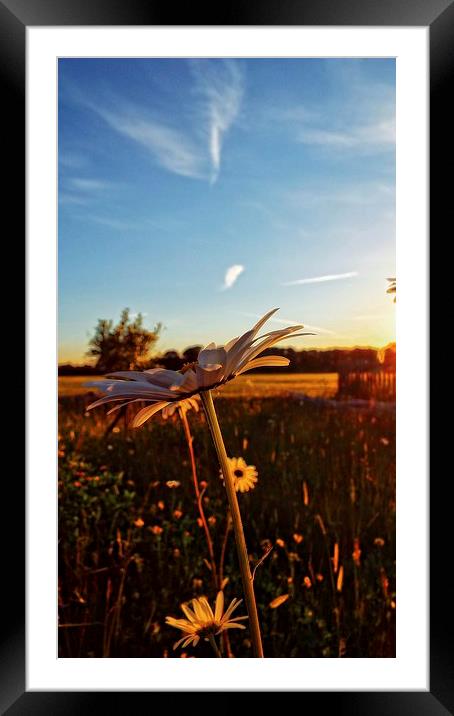 sunkissed daisy Framed Mounted Print by chrissy woodhouse