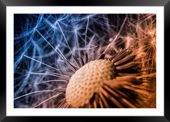 Head Framed Mounted Print by Neal P