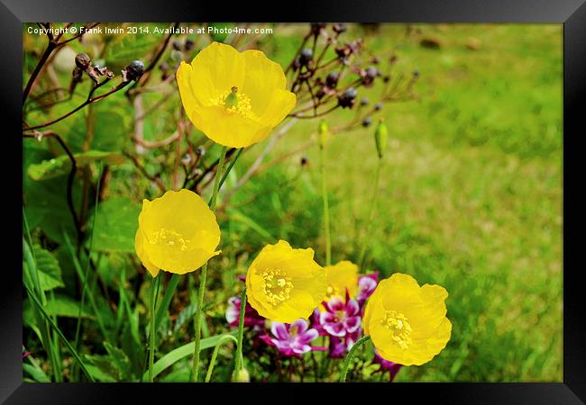 Poppies, flowers, flora, gardening, market gardens Framed Print by Frank Irwin