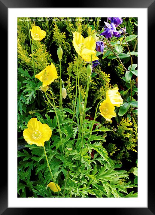 Yellow poppy, a national flower of Wales Framed Mounted Print by Frank Irwin