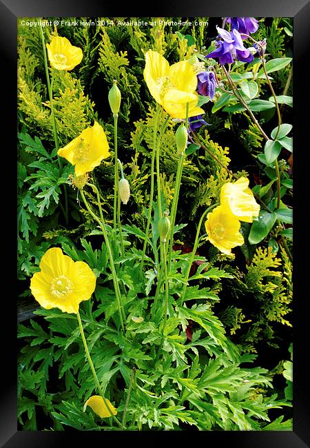 Yellow poppy, a national flower of Wales Framed Print by Frank Irwin