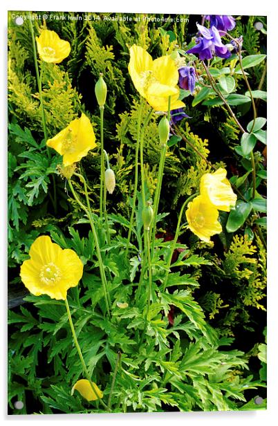 Yellow poppy, a national flower of Wales Acrylic by Frank Irwin