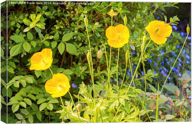 Yellow poppy, a national flower of Wales Canvas Print by Frank Irwin