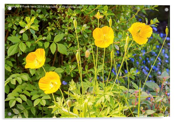 Yellow poppy, a national flower of Wales Acrylic by Frank Irwin
