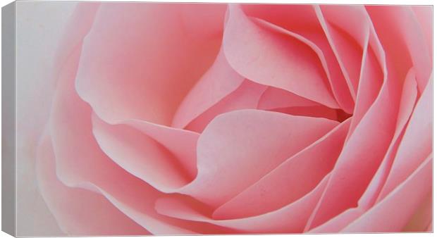 Perfectly Pink Canvas Print by Charlotte Moon