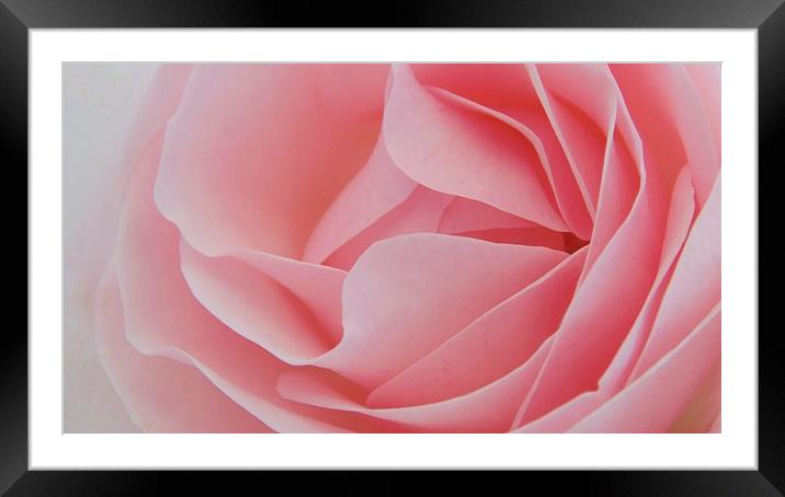 Perfectly Pink Framed Mounted Print by Charlotte Moon