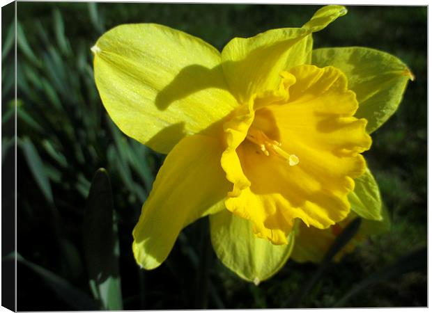 Daffodil In The Sun Canvas Print by Martin Howard