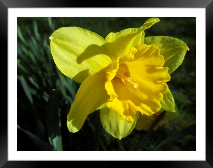 Daffodil In The Sun Framed Mounted Print by Martin Howard
