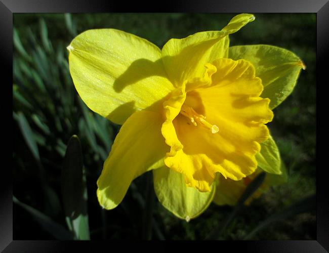 Daffodil In The Sun Framed Print by Martin Howard