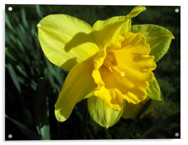 Daffodil In The Sun Acrylic by Martin Howard