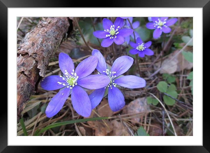 More Blue Wood Anemones Framed Mounted Print by Martin Howard