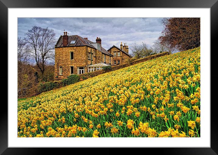 Field of Daffodils Framed Mounted Print by Darren Galpin