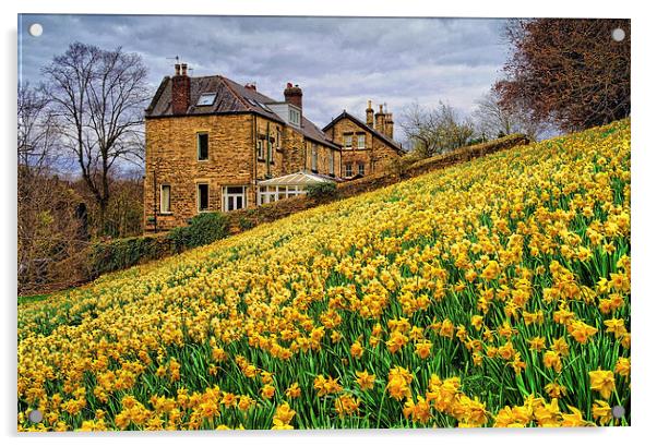 Field of Daffodils Acrylic by Darren Galpin