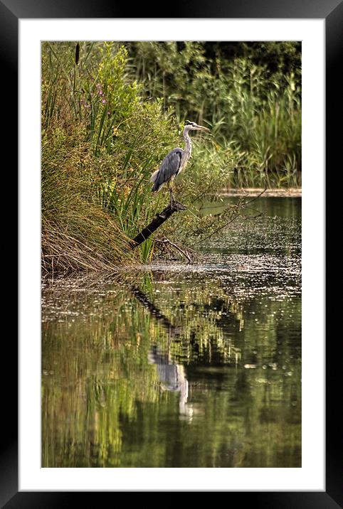 Reflected Heron Framed Mounted Print by Alan Pickersgill