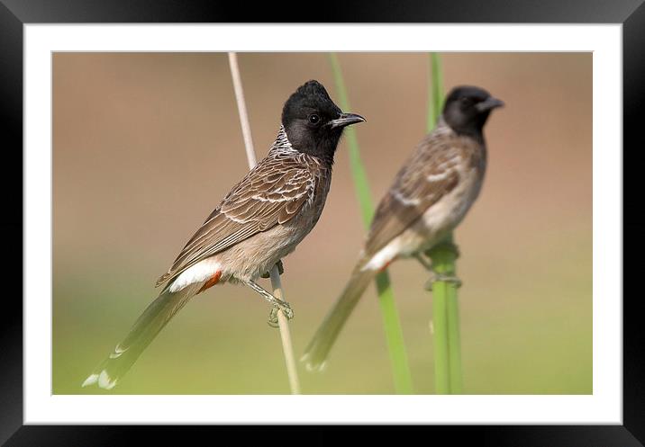 Red-vented bulbul Framed Mounted Print by Bhagwat Tavri