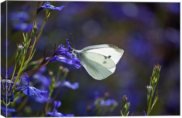 Butterfly Blues Canvas Print by Karen Martin