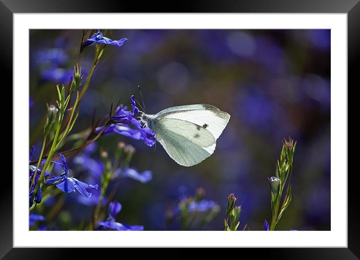 Butterfly Blues Framed Mounted Print by Karen Martin