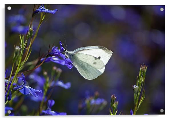 Butterfly Blues Acrylic by Karen Martin