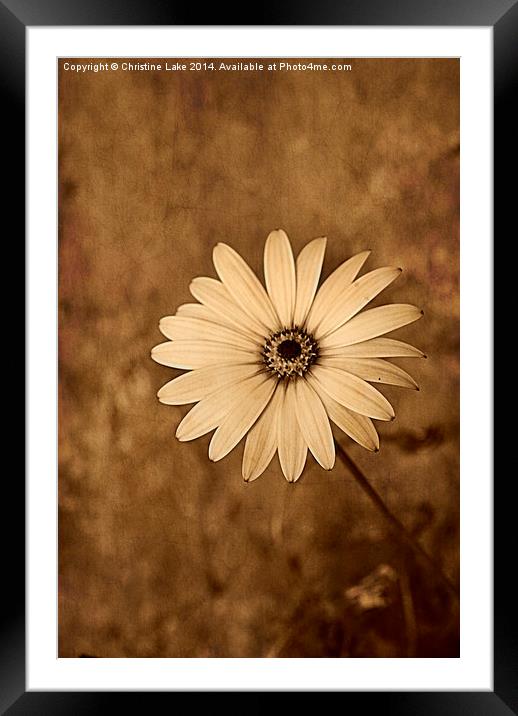 Vintage Daisy Framed Mounted Print by Christine Lake