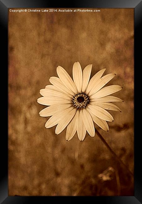 Vintage Daisy Framed Print by Christine Lake