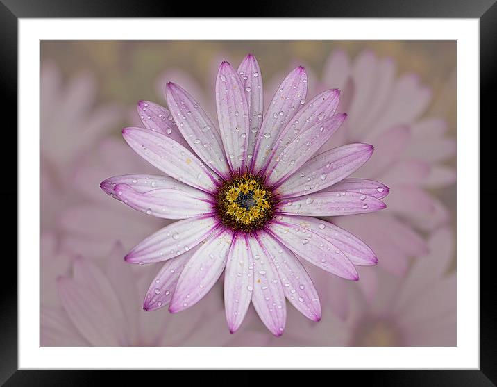 Pink Framed Mounted Print by Val Saxby LRPS