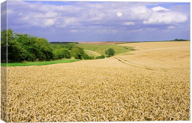 Field of Wheat on Yorkshire Wolds Canvas Print by Richard Pinder