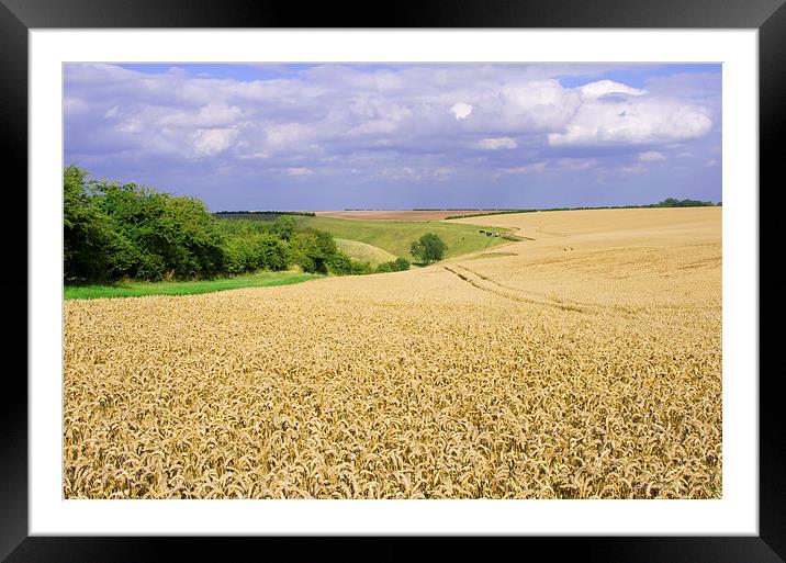 Field of Wheat on Yorkshire Wolds Framed Mounted Print by Richard Pinder